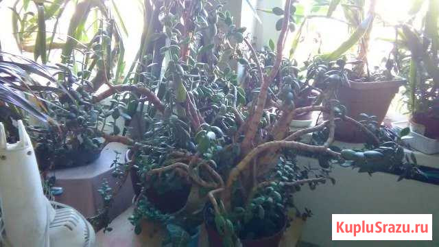 Толстянка большая Всеволожск - изображение 1