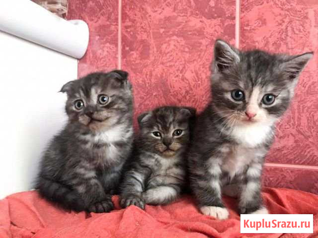Котята шотландские Наро-Фоминск - изображение 1