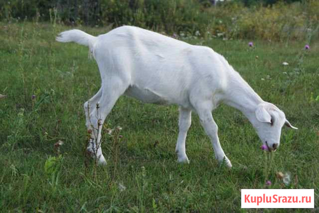 Коза, козлята Красный Яр - изображение 1