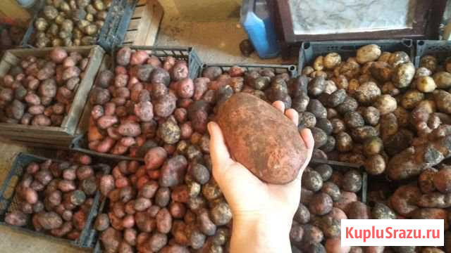 Картофель Магнитогорск - изображение 1