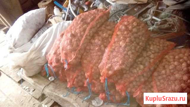 Продам мелкий картофель около 60 ведер Братск - изображение 1