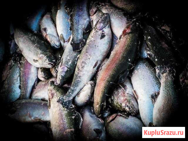 Форель радужная Карелия Ильинский - изображение 1