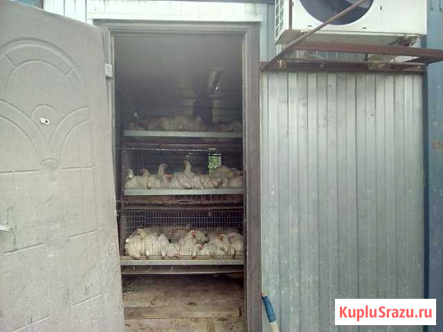 Контейнер для разведения кур Черкесск - изображение 1
