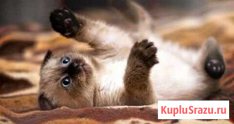 Котята Геленджик - изображение 1