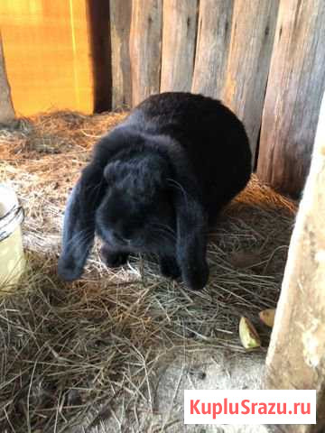 Французский баран Орехово-Зуево - изображение 1