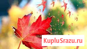 Мелкий картофель Свободный - изображение 1