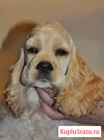 Щенок Американского кокер спаниеля Пушкино - изображение 1