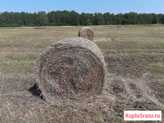 Сено в рулонах 250-300 кг Юрга - изображение 1