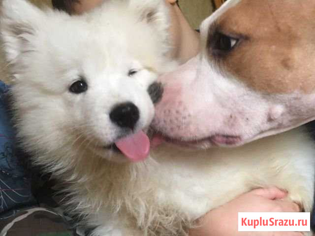 Щенок самоеда Бийск - изображение 1