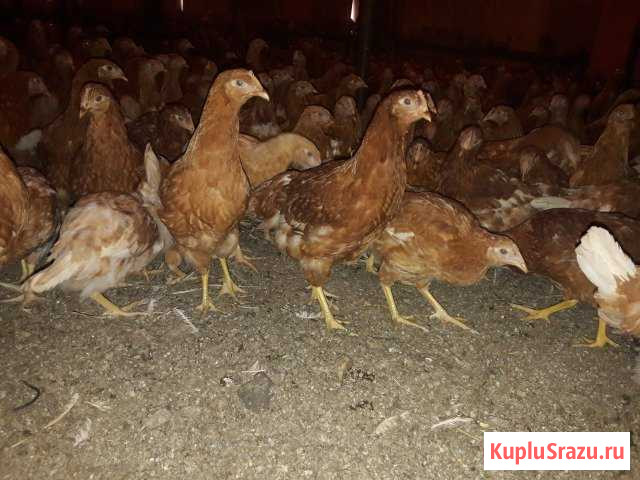 Куры несушки с доставкой Салават - изображение 1