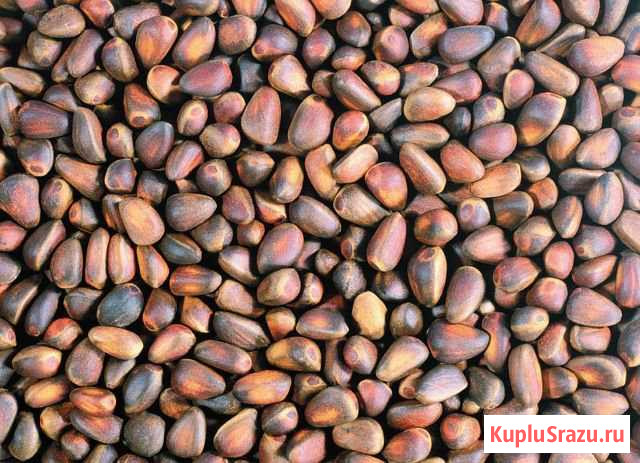 Продам кедровые орехи Тобольск - изображение 1