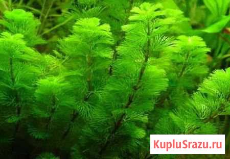 Продам растение Элодея и Кабомба Новокузнецк - изображение 1