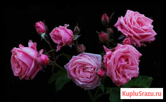 Чернопёстрая корова Копейск - изображение 1