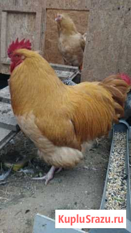 Петушки и селезни на племя Мытищи - изображение 1