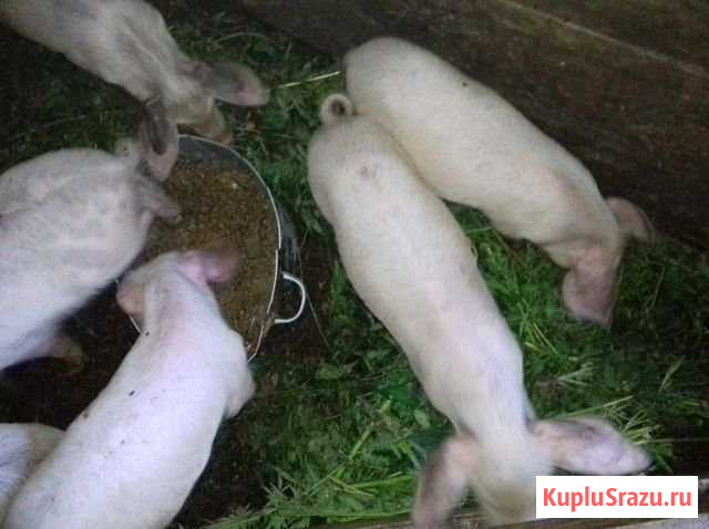 Поросята. Козы Ламанчи сукотные, козлята Новосибирск - изображение 1