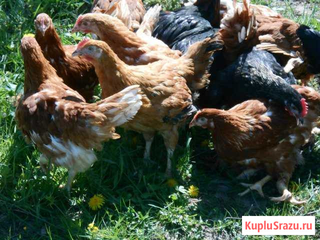 Куры Несушки Нижний Тагил - изображение 1