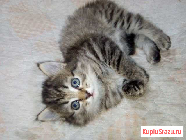 Котята чёрная и полосатая (кошки) Бийск - изображение 1