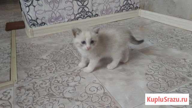 Отдам котят Серов - изображение 1