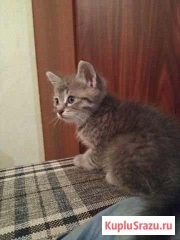 Котята Реутов - изображение 1