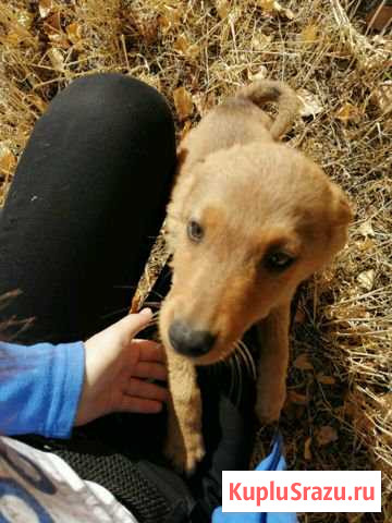 Отдам собачку Юрга - изображение 1