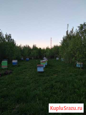 Продаю пчел Торжок - изображение 1