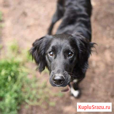 Чарли в поисках дома Гатчина - изображение 1