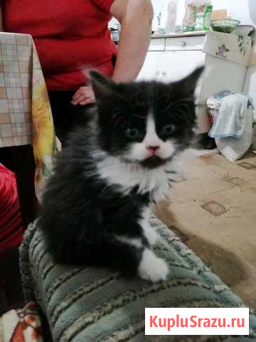 Котята Славянск-на-Кубани - изображение 1