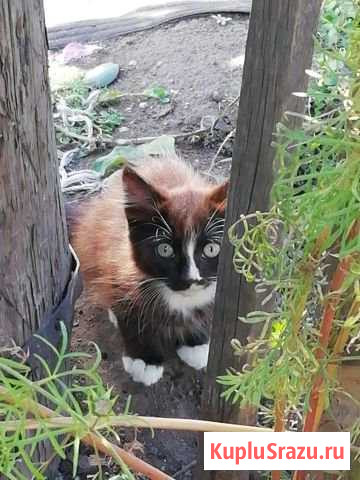 Котята Черногорск - изображение 1
