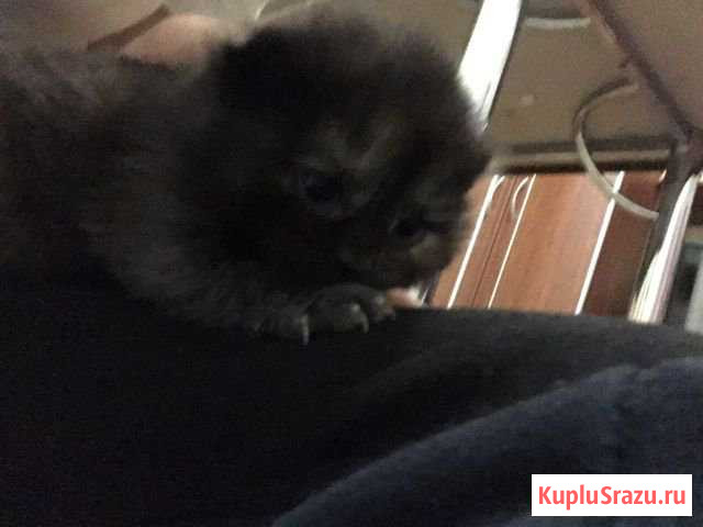 Котята Борисоглебск - изображение 1