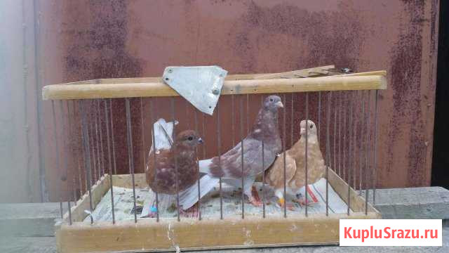 Разные голуби ликвидация голубятни Одинцово - изображение 1