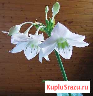 Амазонская лилия Улан-Удэ - изображение 1