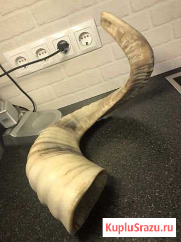 Рога Химки - изображение 1