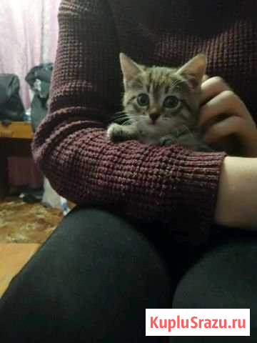 Котенок Колывань - изображение 1