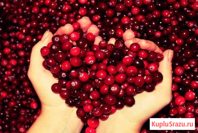 Клюква Тверь - изображение 1