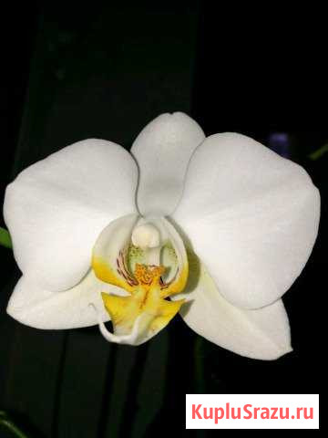 Орхидея - Phalaenopsis (Anna White) Прохладный - изображение 1