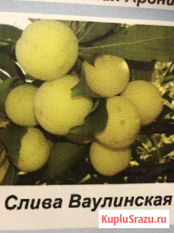 Жёлтая и синяя слива Ангарск - изображение 1