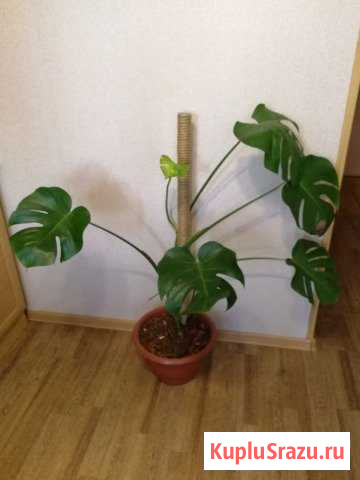 Цветок - монстера Новокузнецк - изображение 1