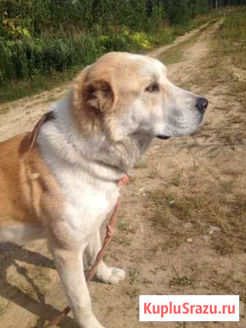 Алабай Гатчина - изображение 1