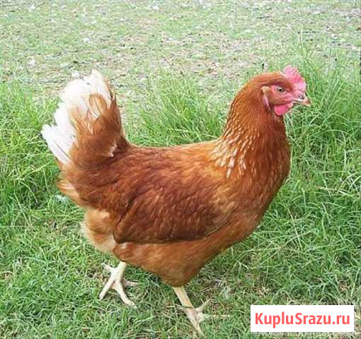 Куры, молодки несушки 151день Кубинка - изображение 1
