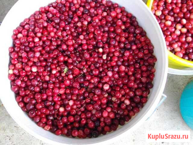 Клюква Кондратово - изображение 1