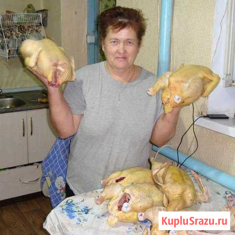 Охлажденная тушка бройлеров Холмская - изображение 1