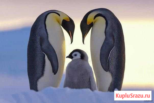 Уборка квартир Череповец - изображение 1