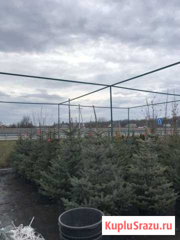 Новогодние елки Белореченск - изображение 1