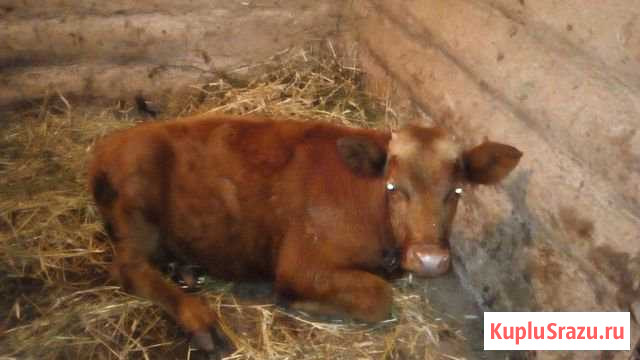 Продается бычек 5 месяцев Аксаково - изображение 1