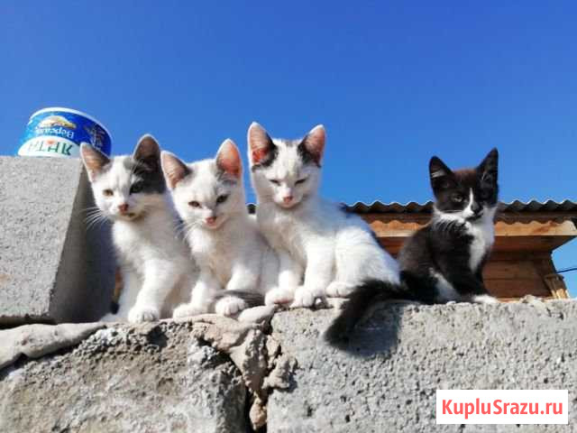 Котята помощники ловят крыс и мышок Усть-Ордынский - изображение 1