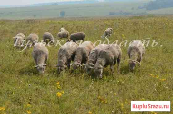 Овцы,бараны, ягнята, племенные Ташлинской породы Тула