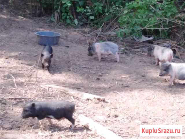 Вьетнамск вислобрюхий поросенок Кирово-Чепецк - изображение 1