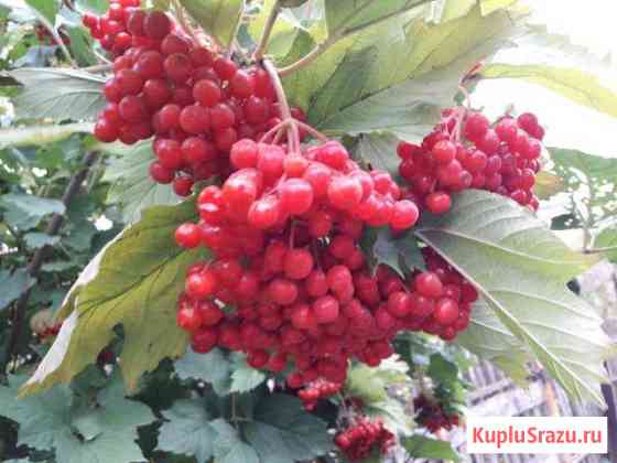 Продаю ягоды калины Волжский