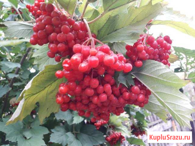 Продаю ягоды калины Волжский - изображение 1