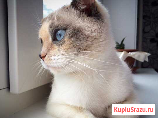 Кошка Выкса - изображение 1